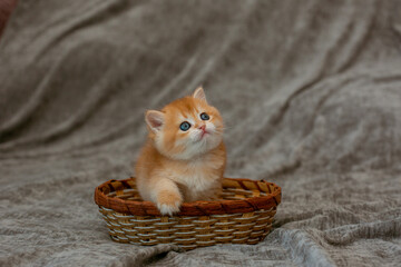 cute little red-haired British kitten in a basket