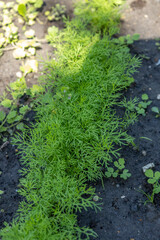Close-up of fresh dill plants growing in vegetable bed