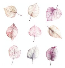 Obraz premium A collection of beautifully illustrated birch leaves in soft pastel hues set against a clean white background