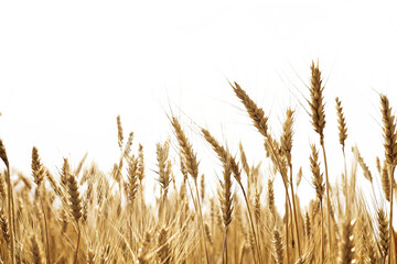 Fototapeta premium Wheat field isolated on white background PNG