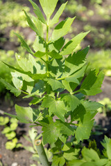 Close-up of fresh lovage plant leaves in garden