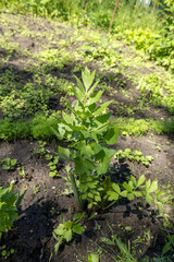 Full view of healthy lovage plant growing in garden.