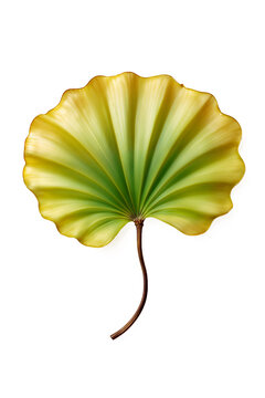 A high-resolution image of a yellow and green leaf, radiating from the center with delicate grooves and an elegant fan-like shape, captured against a simple white background.