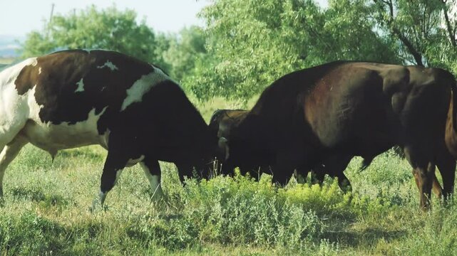 Hormonal spring anxiety in cattle. Bulls compete, butt heads and make false serving (covering) for younger and weaker members of the herd