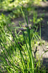 Close-up of chives with purple flower buds in garden