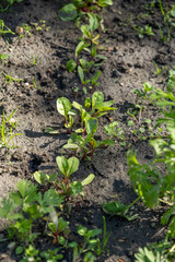Early spring growth of swiss chard in vegetable bed