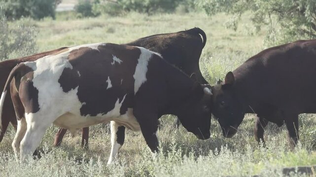 Hormonal spring anxiety in cattle. Bulls compete, butt heads and make false serving (covering) for younger and weaker members of the herd