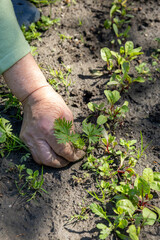 Hand weeding next to freshly sprouted Swiss chard row in spring garden