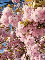Branches of a blooming cherry blossom tree covered with lush pink flowers under clear spring sunlight