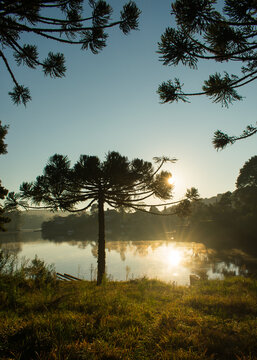 Araucaria angustifolia and sun rising above Barragem do Salto (Salto Dam) in Sao Francisco de Paula, South of Brazil