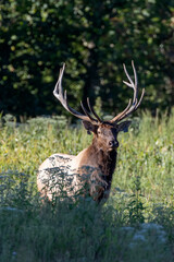 Elk