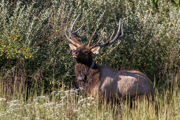 Elk