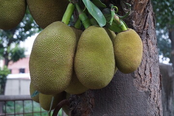 Closeup shot of unripe hanging jackfruits, A bunch of green jackfruits hanging on a tree, Organic...