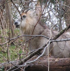ニホンカモシカ