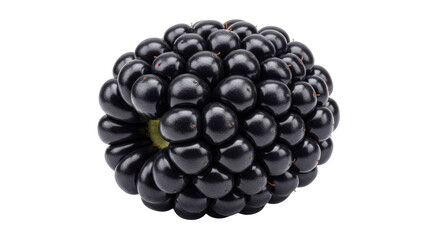 Isolated Blackberry Fruit