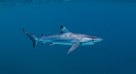 Naklejka premium Lone Shark in Clear Ocean