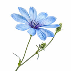 single blue bloom isolated on white backdrop highlighting its intricate petals
