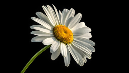 Topview one daisy black background