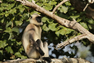 Beautiful Animals in Nagarhole National Park, India 
