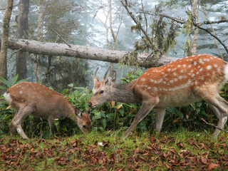 Parent and child deer