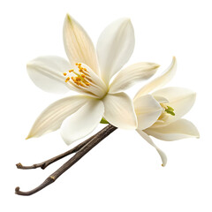 Vanilla Flower and Bean Stock Photo isolated on transparent background