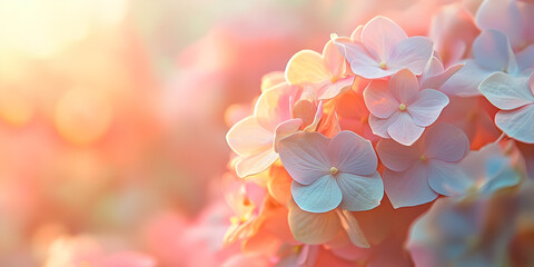 Soft Focus of Pink and Blue Hydrangea Flowers in Spring | Floral Beauty, Beautiful Hydrangea Blossoms in Pastel Colors | Soft Spring Flowers in Garden