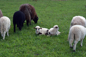 Flock of sheep scattered across a wide green pasture near forest perfect for rural farm life...
