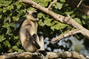 Beautiful Animals in Nagarhole National Park, India 