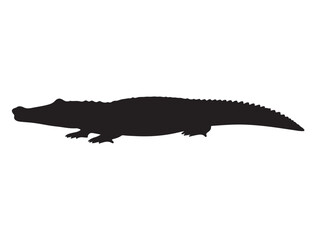 CROCODILE SILHOUETTE WHITE BACKGROUND