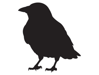  CROW SILHOUETTE WHITE BACKGROUND