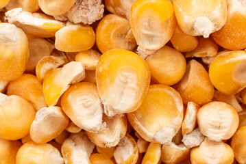 Dry corn kernels. Cereals. Grain background