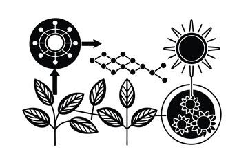 Photosynthesis Overview: Light, Water, CO₂ to Glucose and Oxygen