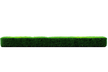green grass isolated on white