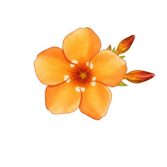 frangipani flower isolated on white