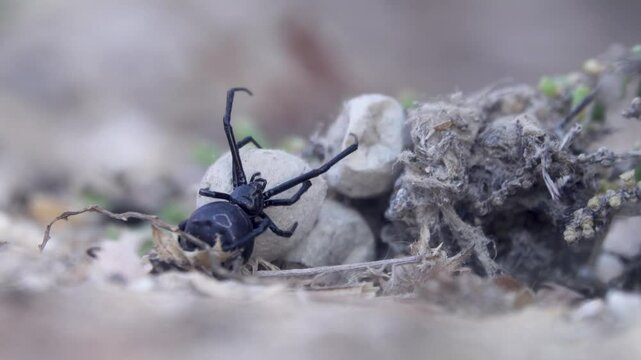 Steppe spider (Latrodectus tredecimguttatus), Empty summer cocoons of spider after little spiders left them in April. Protective shell of web raised to take picture. North Black Sea salt steppe
