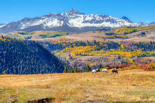 Horses grazing among the fall colors in the Senffels range of Colorado