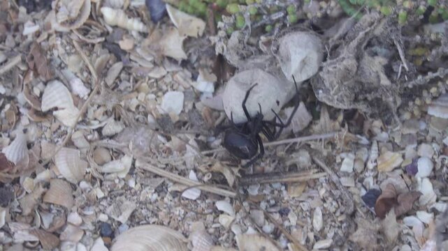 Steppe spider (Latrodectus tredecimguttatus), Empty summer cocoons of spider after little spiders left them in April. Protective shell of web raised to take picture. North Black Sea salt steppe