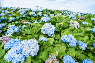 Natural Landscape view of purple Hydrangea flower (Hydrangea macrophylla) in a garden.