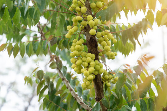 Star gooseberry fruit , with vitamins and sour taste.