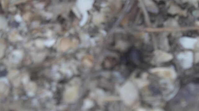 Steppe spider (Latrodectus tredecimguttatus), Black Widow moves on windy day, females roams in late summer in search of place to put cocoons with hundreds of eggs each. North Black Sea salt steppe