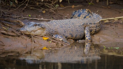 alligator in the swamp