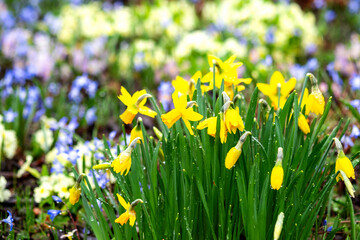 Fototapeta premium Spring flowers daffodils and crocuses in the garden. Close up of daffodils and snowdrops in the park. Selective focus, blurred background