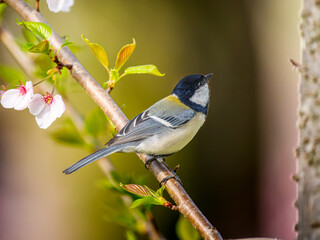 桜とシジュウカラ