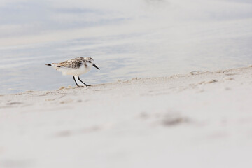 Sandpiper on the beach