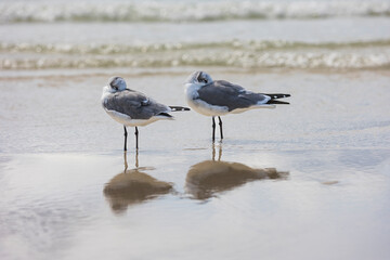 Two Seagulls 