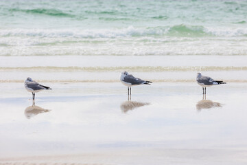 Three Seagulls on the Beach