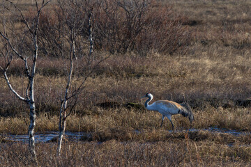 Crane (Grus grus)