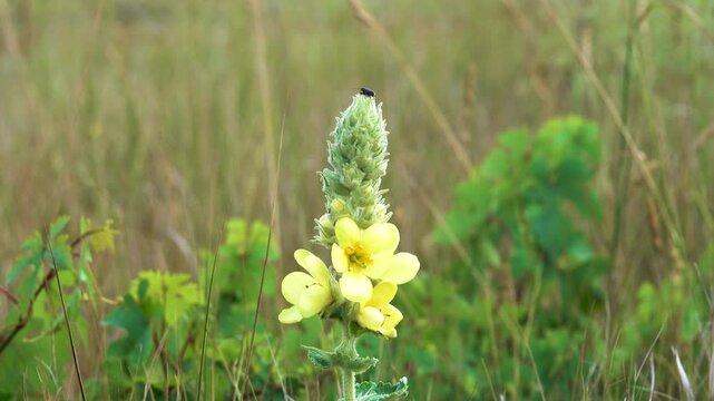 Adam-rod (Verbascum thapsus) on the sea steppe meadows, on the slope to the sea. escape grape. Northern Black Sea Region