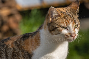 Tabby cat head on Mt. Athos, Greece, February, 2023