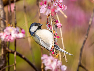 桜とシジュウカラ